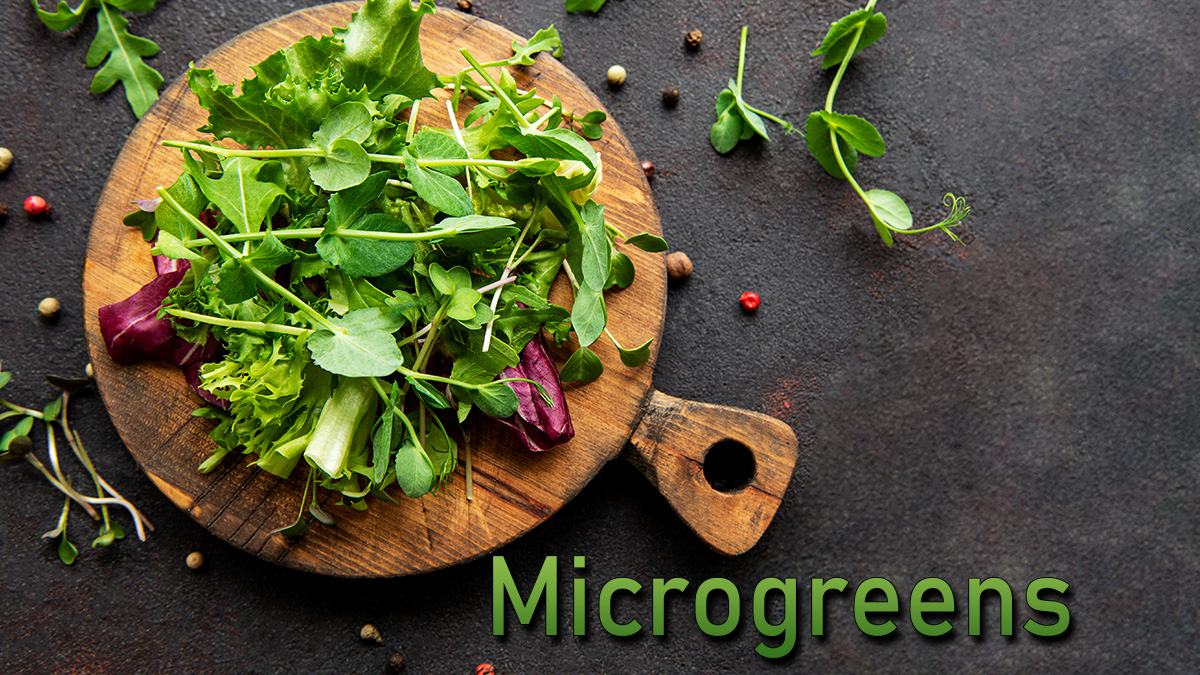 Microgreens & The 4 Best Reasons to Start a Microgreen Business - Parallel Economies